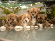 Teacup pomeranian puppies for sale in rochester ny