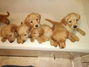 Golden Retriever Puppies AKC Registered