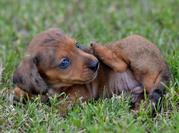 PLAYFUL  DACHSHUND PUPPIES FOR REHOMING