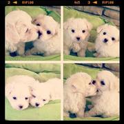 AKC Registered Maltese Puppies