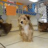 lively and lovely morkie puppy for sale 