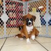 active and engaging boxer puppy for sale 