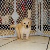 gorgeous golden retriever puppy for sale 