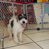 engaging and active mini schnauzer puppy for sale 
