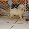 cute and adorable toy poodle puppy for sale 