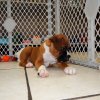 lovely boxer puppy for sale 