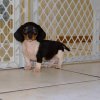 soft and energetic mini dachshund puppy for sale 