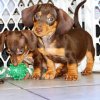 cute and active mini dachshund puppy for sale 