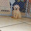 cute toy poodle puppy for sale 