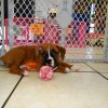 engaging and playful boxer puppy for sale 