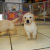responsive and cuddly golden retriever puppy for sale 