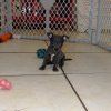 cute and affectionate chihuahua puppy for sale 