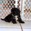 furry and cuddly pek-a-poo puppy for sale 