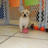 agile and engaging golden retriever puppy for sale 