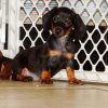 smooth and active mini dachshund puppy for sale 