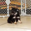 smooth and cuddly pomeranian puppy for sale 