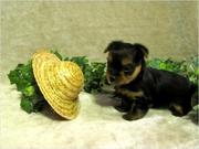 AKC Teacup  Yorkie