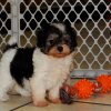 cuddly and playful malti poo puppy for sale 