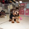 elegant and charming yorkie puppy for sale 