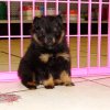 gentle and active pomeranian puppy for sale 