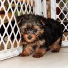 sweet and energetic yorkie puppy for sale 