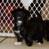 fluffy and adorable chorkie puppy for sale 