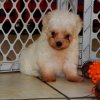cheerful and gorgeous malti poo puppy for sale 