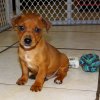 affectionate and sweet min pin puppy for sale 