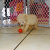 cuddly and energetic toy poodle puppy for sale 