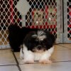cute and cuddly shih tzu puppy for sale 