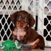 elegant and cuddly mini dachshund puppy for sale 