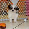 gorgeous and playful yorkie ton puppy for sale 