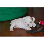 ENGLISH BULLDOG PUPPIES AVAILABLE! TEXT US AT (701) 203-1886