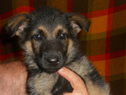 AKC german shepherd puppies