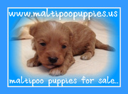 maltipoo puppies for sale