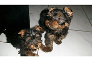 Outstanding A kc Reg Yorkie Puppies