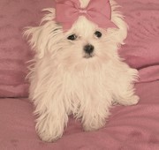 CKC Registered Maltese 