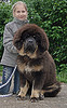 TIBETAN MASTIFF PUPPIES FOR SALE (LION CHINA QUALITY TYPE )