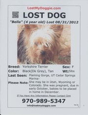 Missing 5lb Female Yorkie