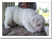 Gorgeous English Bull Puppies