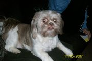 3 yr old Shih Tzu for sale/150 dollars