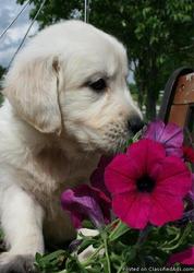 English Creme Golden Retriever Puppy!