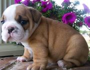 Registered English Bulldog puppies ready.