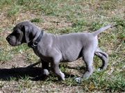 Blue Great Dane Puppies for sale