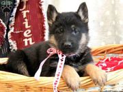 German Shepherd Puppies For Sale...