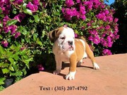 cheap english bulldog puppy for sale. call or sms 3152074792