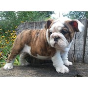 Sweet Xmas English Bulldog Puppies Available.