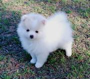 Purebred Pomeranian Puppies Available