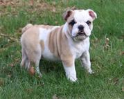  bulldog puppy for sale 