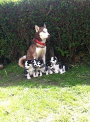  Siberian Husky puppies